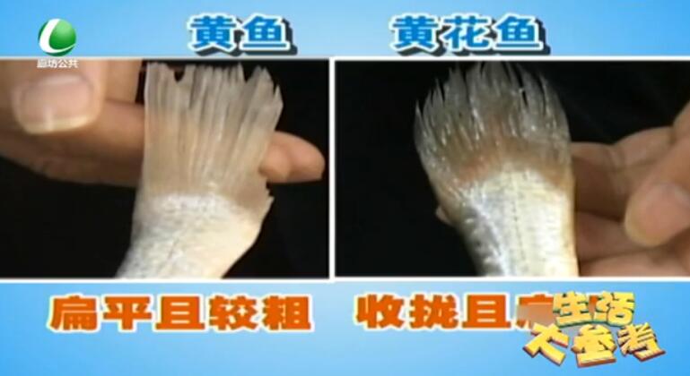 你真的會買黃花魚嗎？