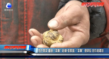 農(nóng)戶宰羊喜獲“羊黃”后續(xù)專家說“羊黃”很罕見但價(jià)格難估