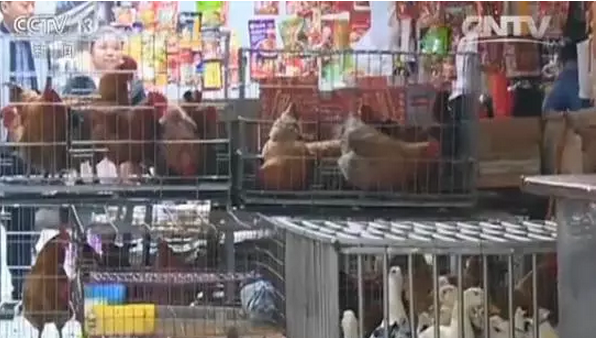 H7N9又來了，5分鐘教你如何對抗禽流感！