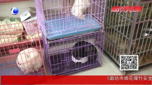 狗年到 狗狗身價大漲啦！