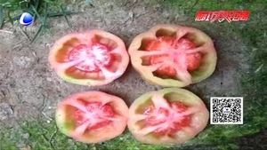 空心西紅柿是打了激素不能吃？專家辟謠為你壓壓驚