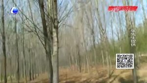 碼頭鎮(zhèn)孫披莊村楊樹蟲害嚴重