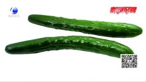 頂花帶刺黃瓜涂過避孕藥？專家；不可信