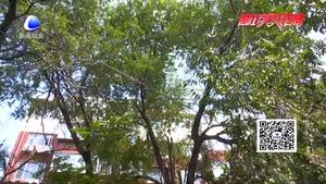 大樹(shù)折斷壓電線 誰(shuí)有權(quán)利伐樹(shù)