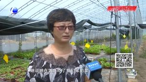 “盆菜夫妻檔” 大棚內唱響創(chuàng)業(yè)之歌