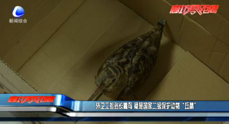 環(huán)衛(wèi)工撿到長嘴鳥 疑是國家二級保護(hù)動物“丘鷸”