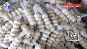 拉蒜車“綠色通道”通不過？工作人員：干皮大蒜有別于鮮蒜 不減免
