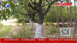 市園林局修復300余棵古樹 部分古棗樹掛果枝頭