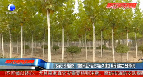 霸州市南孟萬畝花卉苗木基地 展現(xiàn)自然生態(tài)風光