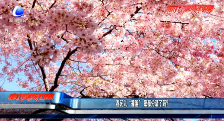 春花兒“撞臉” 您都分清了嗎？