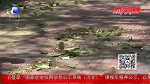 大風(fēng)刮段樹(shù)枝 環(huán)衛(wèi)園林工人清理忙
