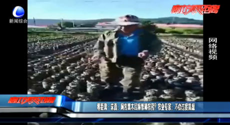零距離·求真：網(wǎng)傳黑木耳頻繁噴農(nóng)藥？農(nóng)業(yè)專家：不必過(guò)度焦慮