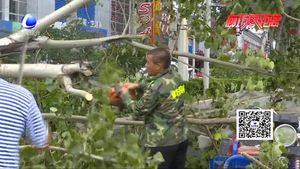廣陽道樹木傾倒三車被砸 園林工人緊急清理恢復道路暢通