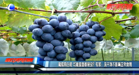 葡萄有白斑 可能里面都是蟲？專家：洗干凈不影響正常食用
