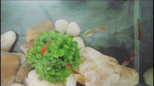 快樂(lè)的小魚(yú)