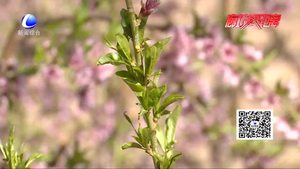 農(nóng)博士 話農(nóng)事——槐樹(shù)花期管理技術(shù)