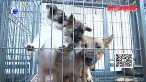 我市犬類留檢所對不文明養(yǎng)犬行為進行整治 發(fā)布軍民領養(yǎng)犬只流程
