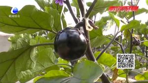 科技成果示范基地：日光溫室甜椒、番茄、茄子優(yōu)良品種示范