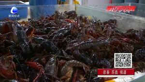 美味龍蝦季也有煩惱 吃小龍蝦過敏了怎么辦？