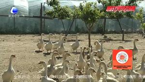 道德模范紀永齊：實現(xiàn)殘疾人脫貧夢的“鵝王”