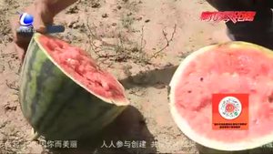 大廠縣洼子西瓜：又到豐收時 甜透瓜農心