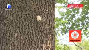 零距離·熱線：樹上生蟲繭？相關(guān)部門回應(yīng)：可生物防治美國白蛾 無害！