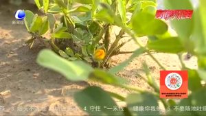 農(nóng)博士 話農(nóng)事：高油酸花生特點及栽培技術(shù)