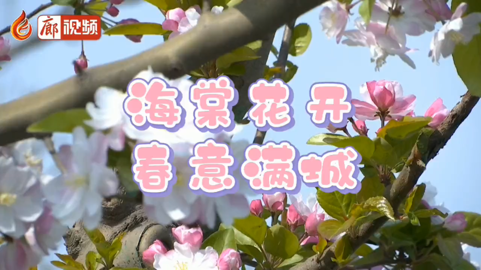 廊視頻 | 海棠花開(kāi)春意滿(mǎn)城
