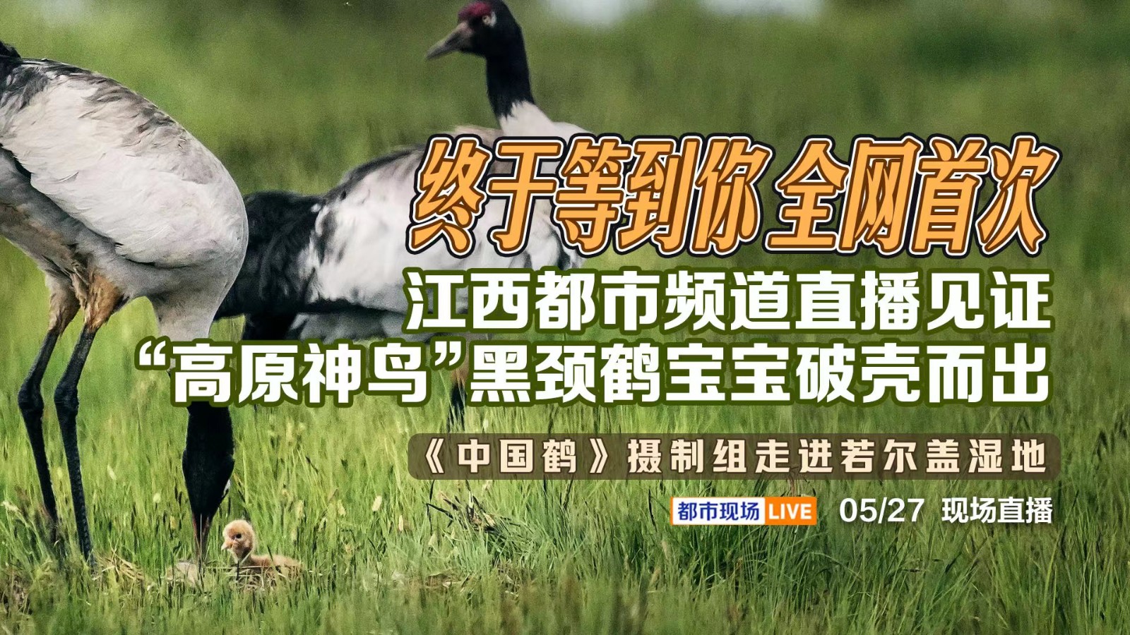 終于等到你 全網(wǎng)首次！江西都市頻道直播見證“高原神鳥”黑頸鶴寶寶破殼而出——《中國鶴》攝制組走進(jìn)若爾蓋濕地
