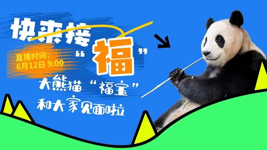 快來(lái)接“福”！大熊貓“福寶”和大家見(jiàn)面啦