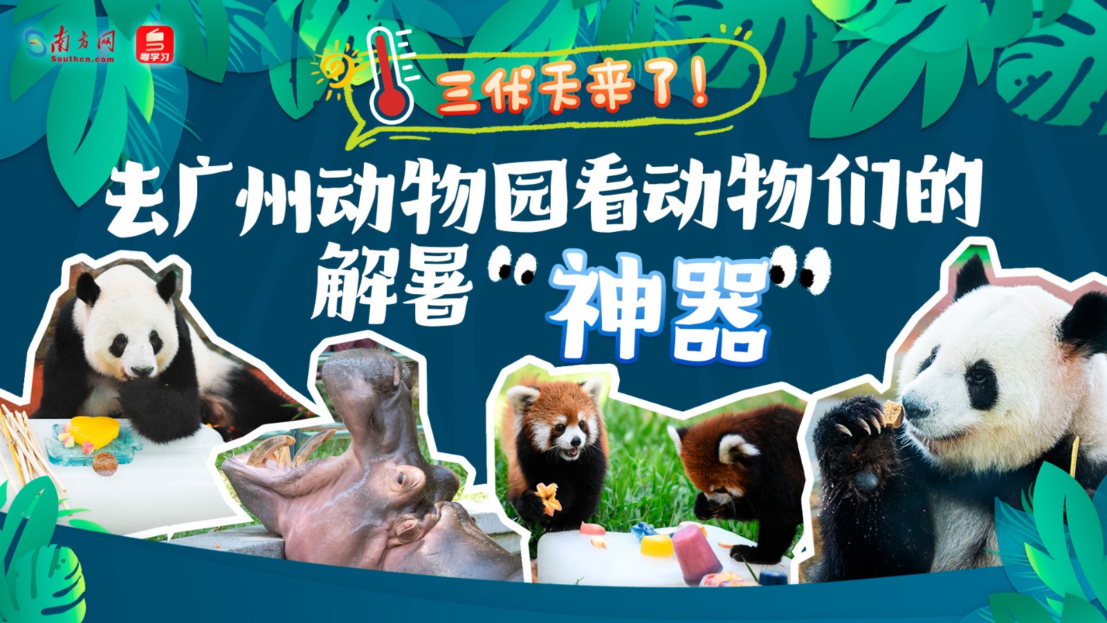 三伏天來了！去廣州動物園看動物們的解暑“神器”